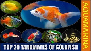 Top 20 tankmates of goldfish  Revised List of fishes compatible with goldfish  Aquamarina [upl. by Humpage]