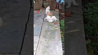 Cats Day Out MEEOOOOOW cat cute cat catlover funnycat shortvideo shorts [upl. by Borras536]