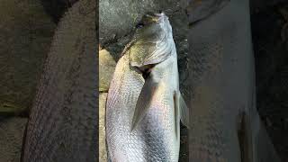 Solid Jewfish fishing sydneyfishing mulloway flathead [upl. by Iztim783]