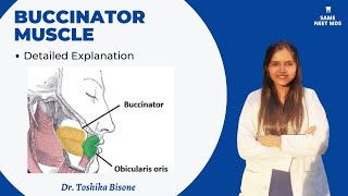 Buccinator muscle  Anatomy lectures [upl. by Matthiew]