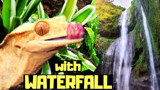 Bioactive Crested Gecko Setup With A Waterfall And Fogger [upl. by Marco]