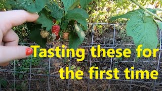 Thorness Raspberry harvest FINALLY  Joan J Thornless variety [upl. by Allbee]