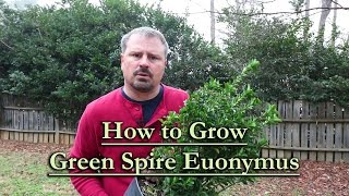 How to grow Green Spire Euonymus Upright Narrow Evergreen Shrub [upl. by Eldreda263]