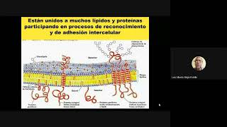 Clase 13 DIGESTION Y ABSORCION DE CHO [upl. by Gide]