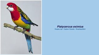 Video Encyclopedia of Parrot Species  115 Platycercus eximius [upl. by Carolee]