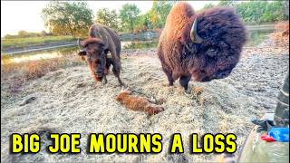 Bison REACT to UNEXPECTED Loss In The Herd [upl. by Durware]