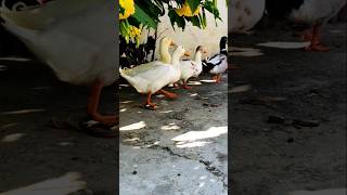 😍Beautiful Duck Running 🦆🦆 Ducklings 🦆 chickensong ducks viralvideo shortvideo pets animal [upl. by Elyrad191]