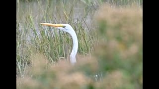 Lissome Egret [upl. by Tremaine]