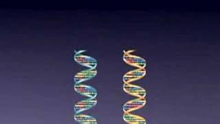 SNPs  Single Nucleotide Polymorphisms [upl. by Ettevy]