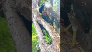 A man catch beauty parrots on a nest part 04 nightparrot superbparrot swiftparrot parrotlet [upl. by Hannibal256]