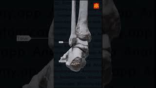 Bone of Tarsal and Metatarsal Tarsal Bone sarathi anatomy bone tarsal neckbones tarsal bones [upl. by Fontes]