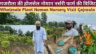 गजरौला की होलसेल नोमान नर्सरी फार्म विजिट🫣Wholesale Plant Nursery Visit Gajraula👏Plant Nursery Visit [upl. by Mcleroy769]