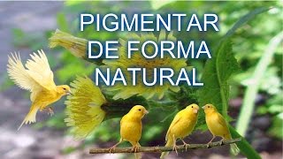 Como pigmentar canarios amarillos con plantas [upl. by Staci]