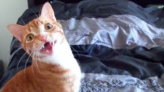 Funny Cats and Kittens Meowing Compilation [upl. by Davie243]