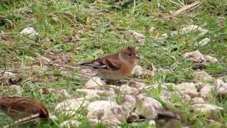 Brambling on Otmoor oxonbirdingblogspotcouk [upl. by Eidson]