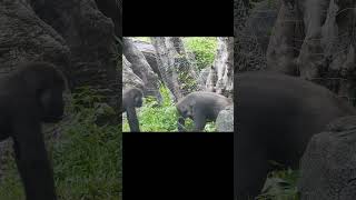 little gorilla Jabali 。Taipei Zoo 台北市立動物園 小大猩猩 shorts [upl. by Brodie]