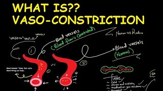 What is Vasoconstriction [upl. by Alletneuq833]