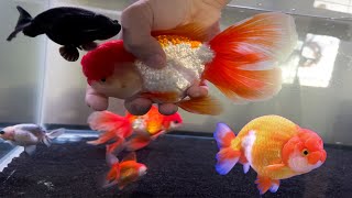 How to Tell if Your Goldfish Is a Male or Female [upl. by Payson]