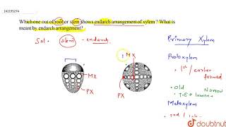 Which one out of root or stem shows endarch arrangement of xylem  What is meant by endarch arra [upl. by Singhal]