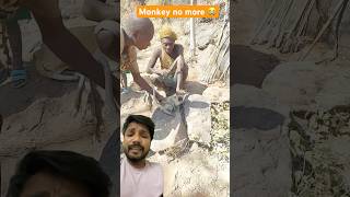 Monkey 🙈 no more africa wildlife adventure hiking animals culture food [upl. by Atel]