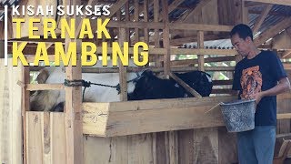 Cara Sukses Ternak Kambing Tanpa Ngarit dan Untung Berlipat Ganda [upl. by Clarhe]