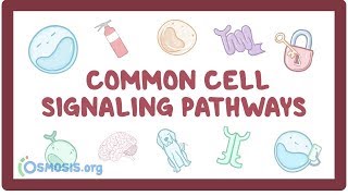 Common cell signaling pathway [upl. by Mikkanen]