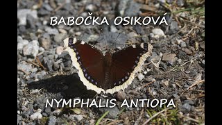 NYMPHALIS ANTIOPA  BABOČKA OSIKOVÁ [upl. by Geilich]