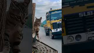 accident youtubeshorts funnycomedy animals video funny funnyvideo viralvideo viralshorts [upl. by Sianna984]