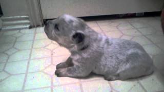 17 day old blue heeler howling [upl. by Rattray]