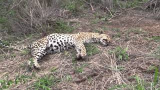 Leopard killed by lions in Klaserie [upl. by Egoreg]