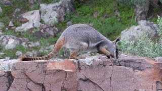 Yellow Footed Rock Wallabies [upl. by Benis]