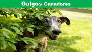 Galgos Ganadores [upl. by Viv]