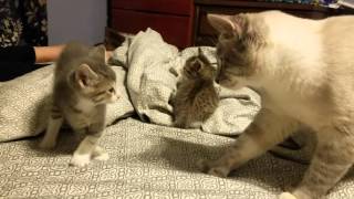 5 week old kitten vs daddy cat [upl. by Nic]