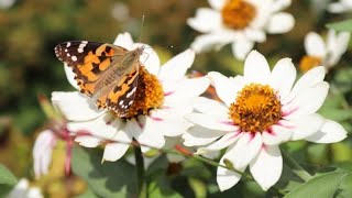 Top11 Coreopsis Flower Varieties [upl. by Dwyer]