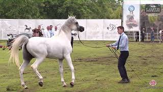 N 83 HENDRICKS Vesuvio Trophy 2023 International Stallions 7 Years Old Class 11 [upl. by Baseler473]