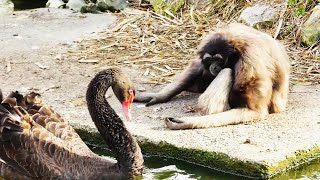 Black Swan Intimidates Müllers Gibbon Swan Means Business Gibbon Not Worried Funny [upl. by Arratal]