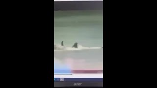 Footage of shark attack allegedly leaked from NSW Police desktop [upl. by Leahcin]