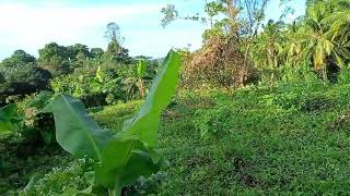 for sale farm lot in san roque san jose del Monte bulacan [upl. by Amari506]