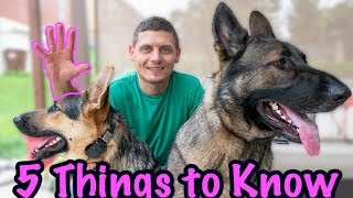 5 Things to Know Before Getting a German Shepherd [upl. by Alisun]