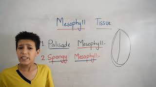 Mesophyll Tissue [upl. by Rebecca]