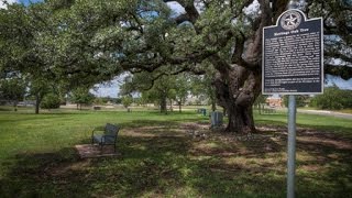 Heritage Oak Tree [upl. by Ivon]