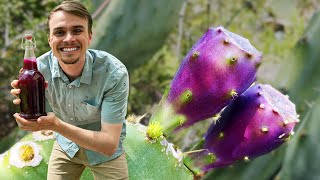 Foraging Prickly Pears  Prickly Pear Cider Forage and Ferment [upl. by Myron]