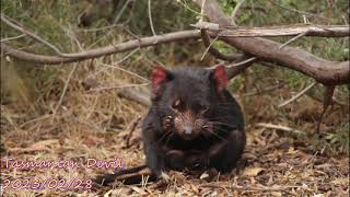 Tasmania Devil Monarto Safari Park [upl. by Anidnamra]