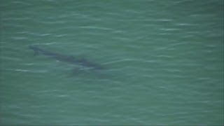 Watch Live Swimmer attacked by a shark while swimming off the coast of Cape Cod [upl. by Trovillion]