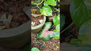 caladium kaise lagayegardening balconygardening flowers plants indoorplants plant [upl. by Harbird]