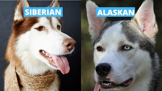 Siberian vs Alaskan Husky  Five Main Differences [upl. by Ayoral]