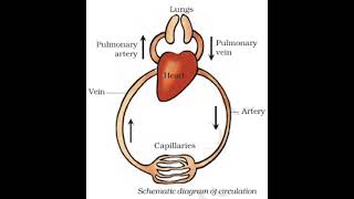 schematic diagram of circulation [upl. by Janka49]