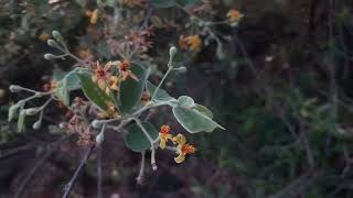 Grewia sp in a Hillock in Kanchipuram dt [upl. by Baalbeer]