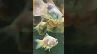 Oranda fish aquarium goldfish fish goldfishlove [upl. by Krischer139]