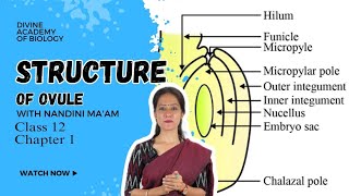 Structure of ovule Class 12th chapter 1 explained in detail by Nandini maam  Divine Academy [upl. by Harragan]